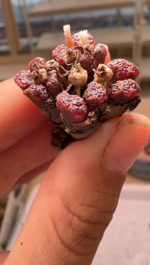 28-71多肉植物肉锥超蝶