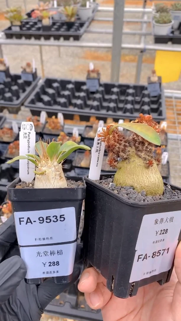 【闪购商品】光堂FA9535+象鼻大戟FA8571