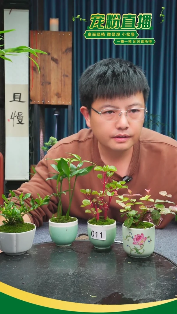 岛****`苔藓微景观011号