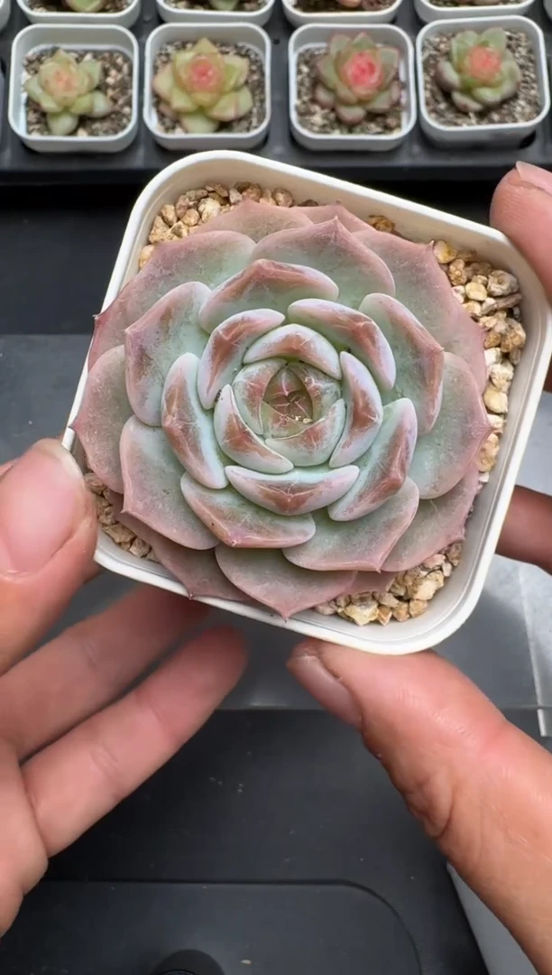 687L当天拍3颗包柚 带盆土纸巾打包 云禹花卉 珍妮多肉植物