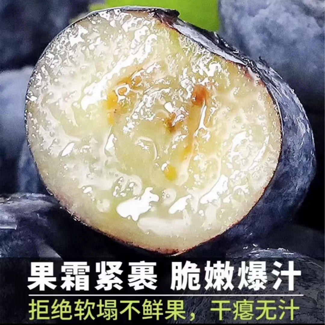 丹东L25花香蓝莓 现采现摘  收货冷藏2-3小时口感更佳！！！