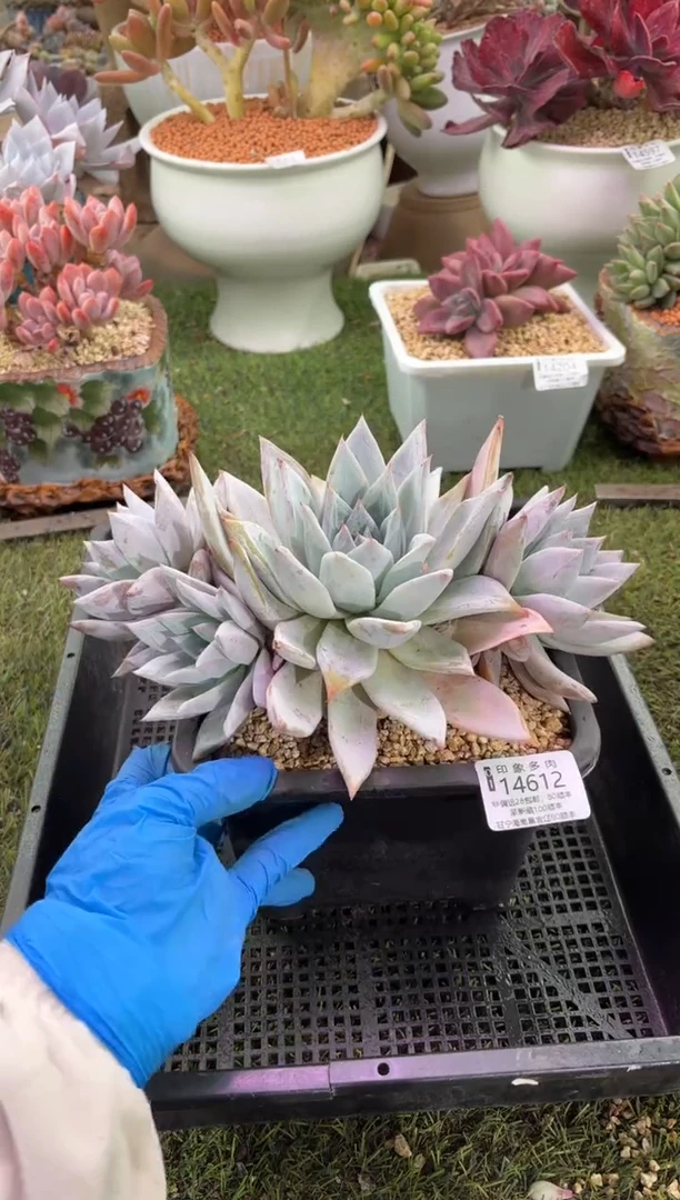 【闪购商品】14612