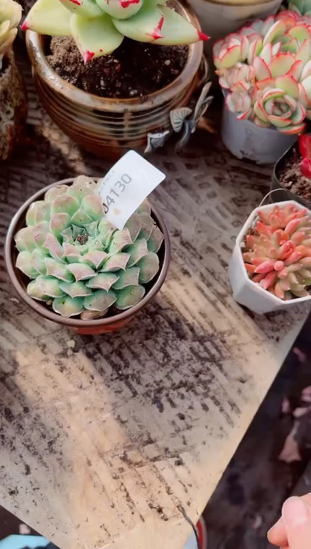 付跃跃精品多肉04130