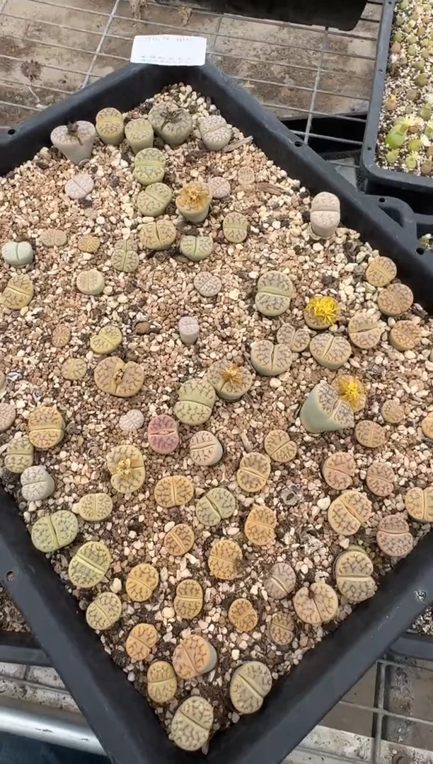多肉植物肉锥脱土发9-405