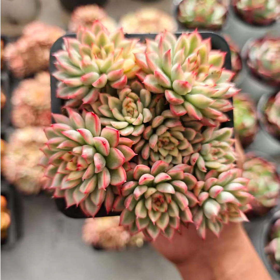 精选颜如玉 拾忆多肉 好养阳台多肉植物