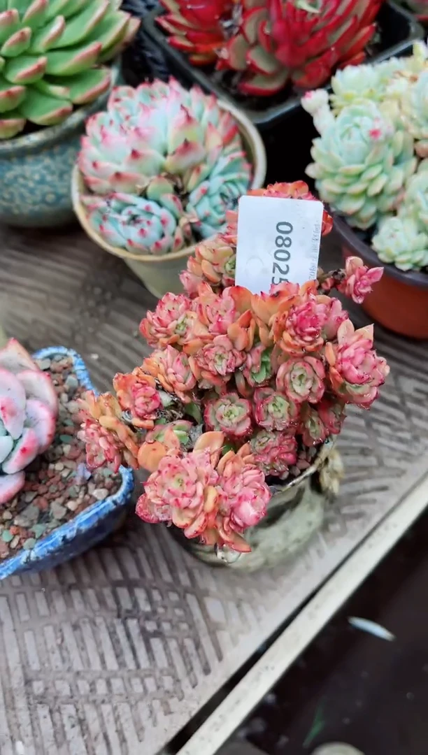 【闪购商品】08025