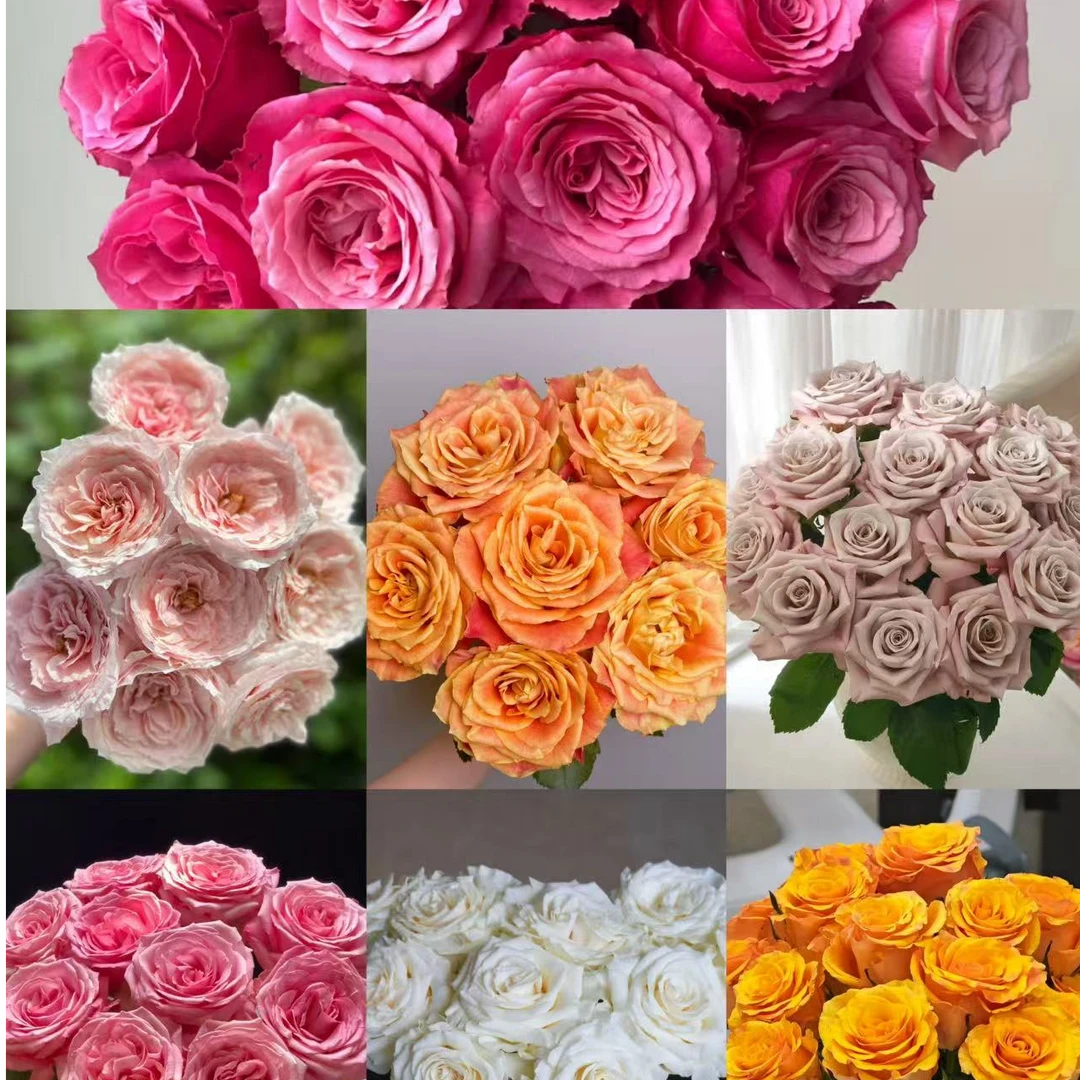 基地70枝单头玫瑰小红莓小粉兔欢乐颂曼塔粉之妍白蒙代尔辉煌顺丰