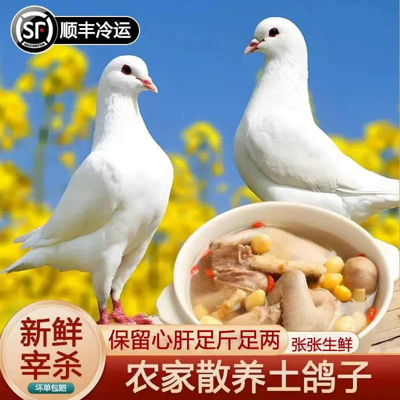 【到手6只】杂粮喂养新鲜宰杀鸽子肉急冻锁鲜顺丰包邮