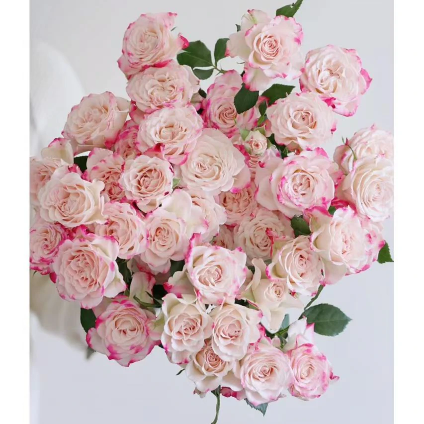 宸宸专属『折射5支』家居养花鲜花批发直播 全场两单顺丰包邮次日达 养护教程联系客服