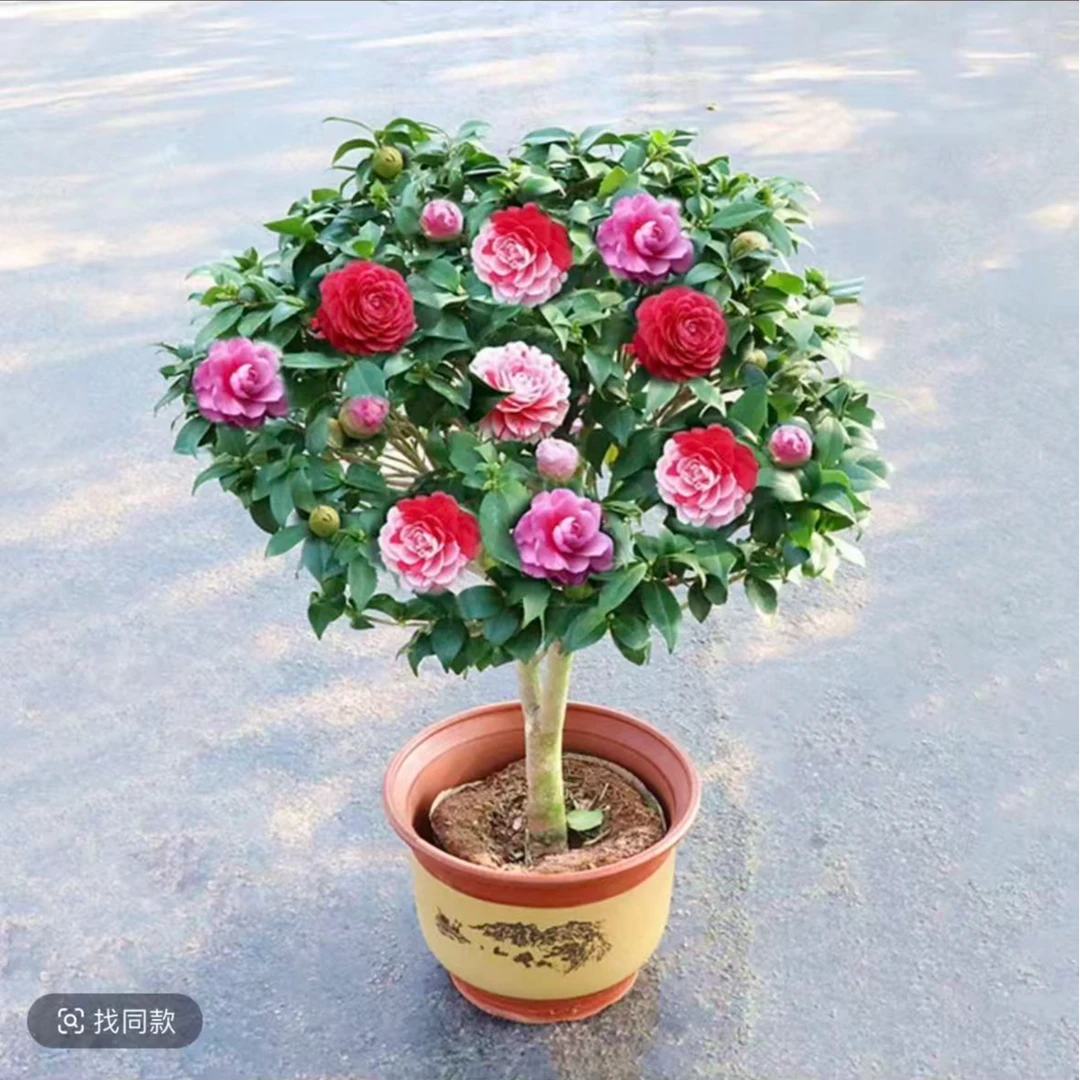 50-70cm五色赤胆山茶花原盆原土带花苞发货