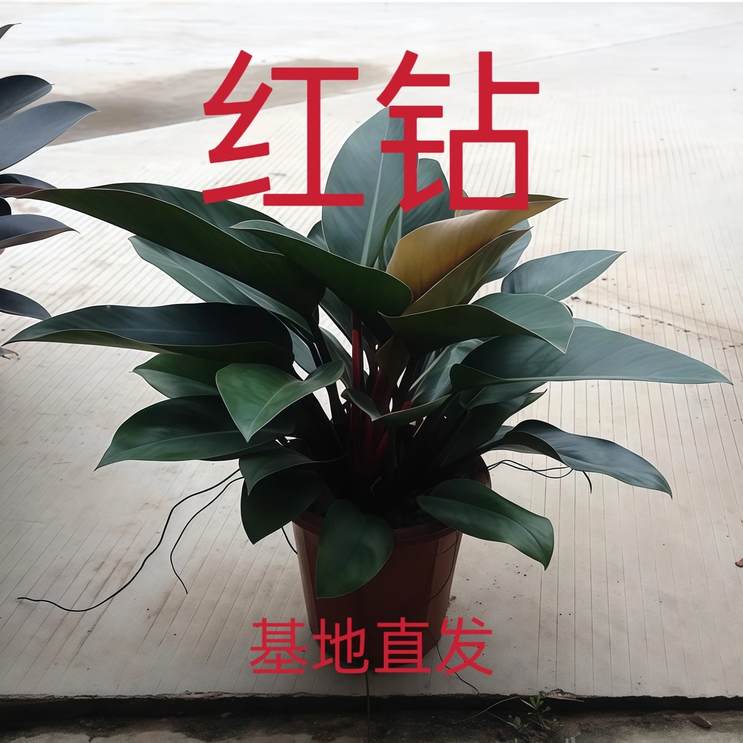 大叶红钻金钻蔓绿绒盆栽室内花卉净化空气四季常青