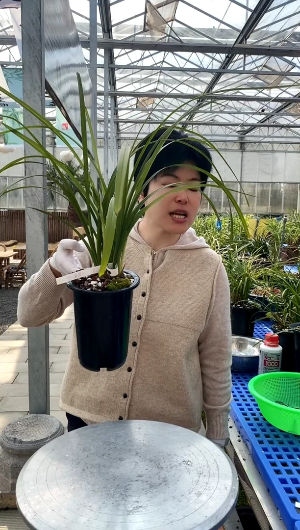 【闪购商品】大荷素，桥南以南不再蓝