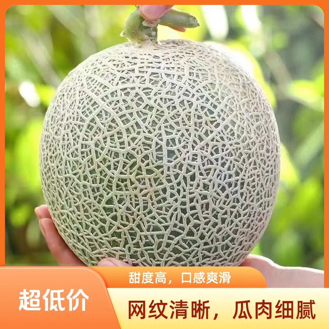 【东日农都鲜果达果多鲜】网纹蜜瓜爆甜多汁