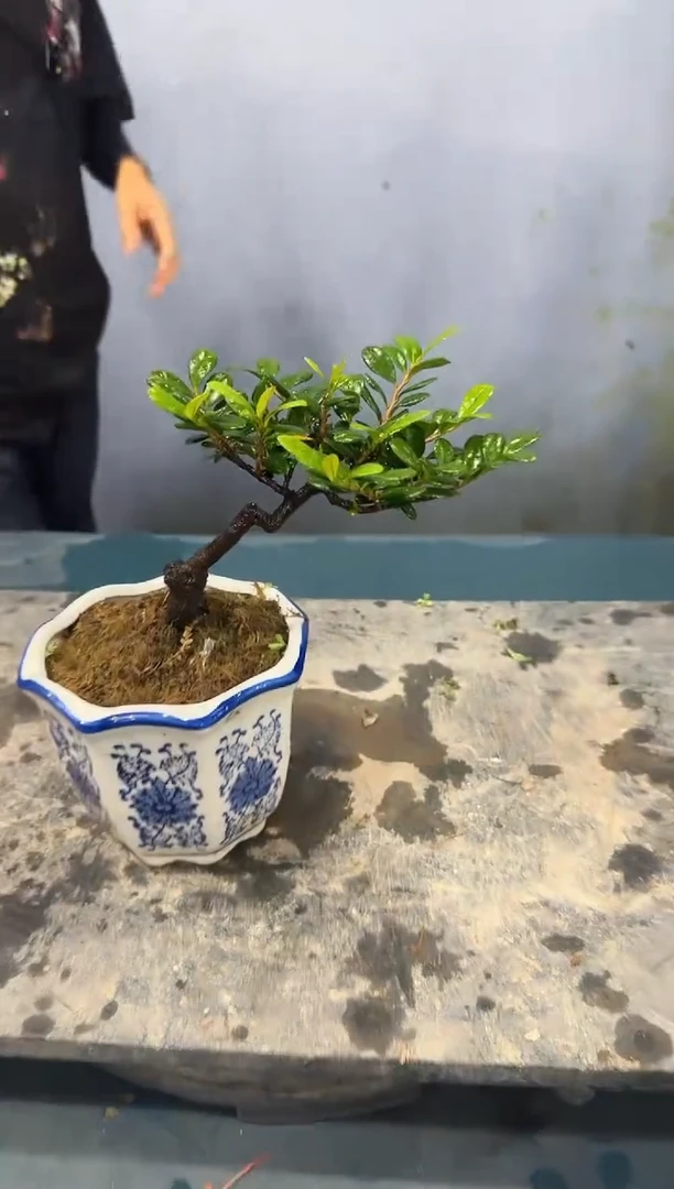 无花朵翠米茶翠米茶翠米茶翠米茶翠米茶翠米茶