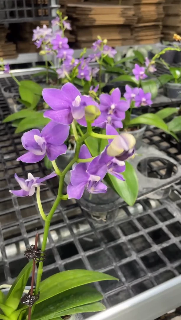 当前无花栽培后可以开花紫玉铃铛