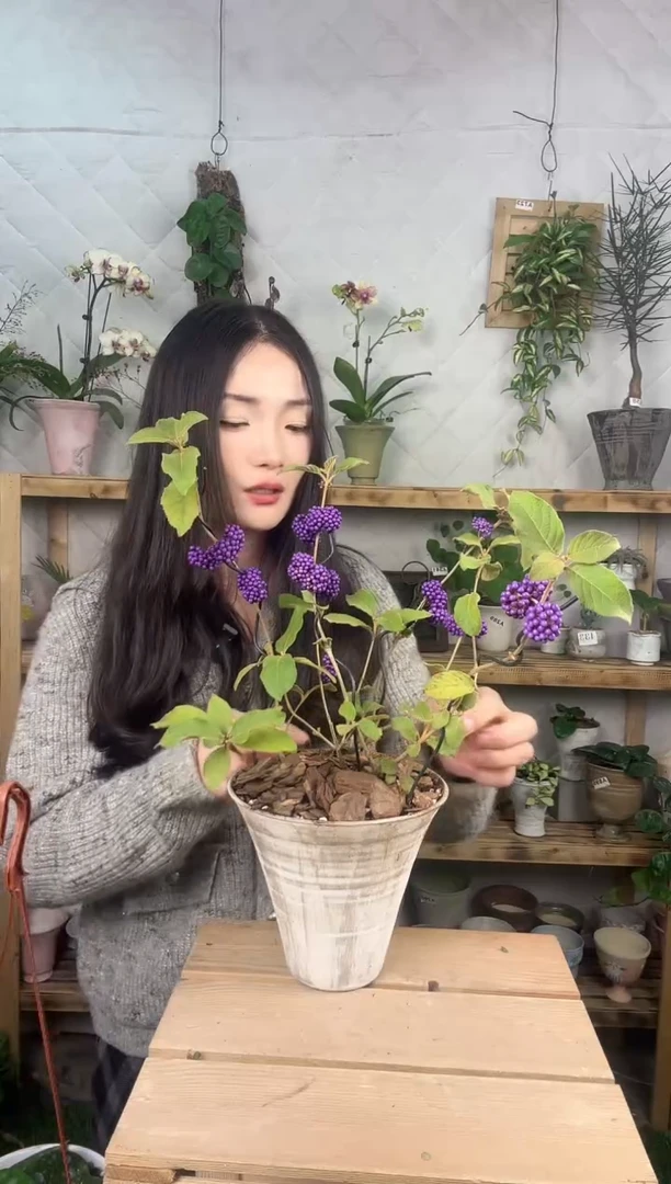 无花朵474紫珠造型条加盆一套