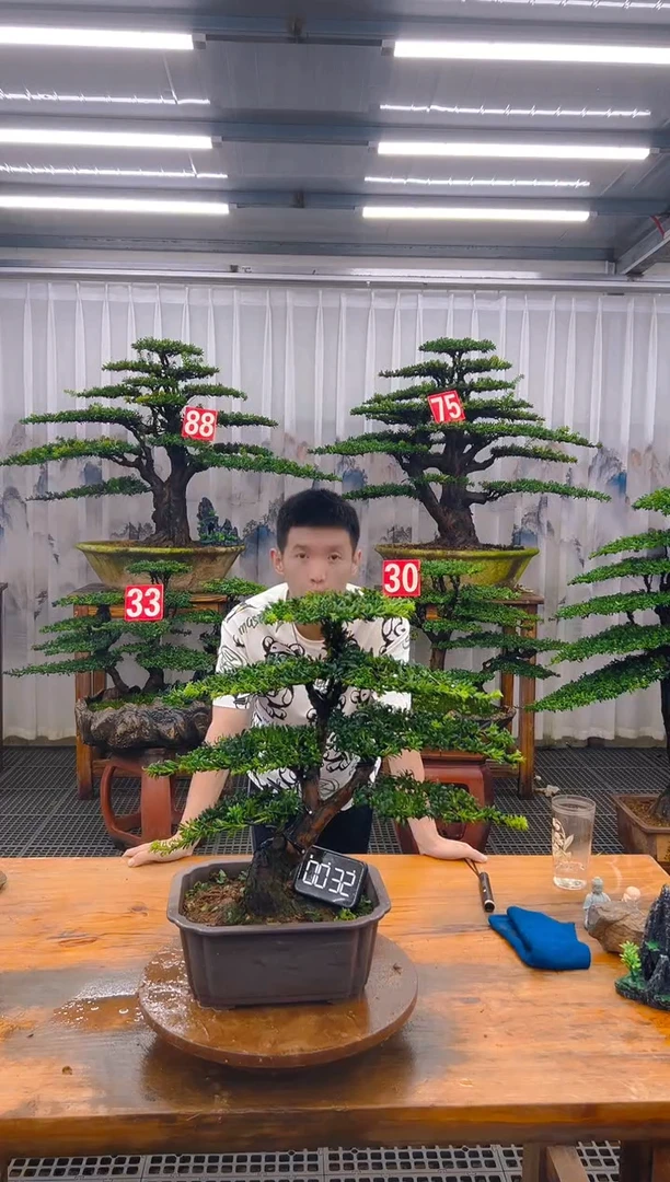 无花朵精品盆景直播间一物一拍
