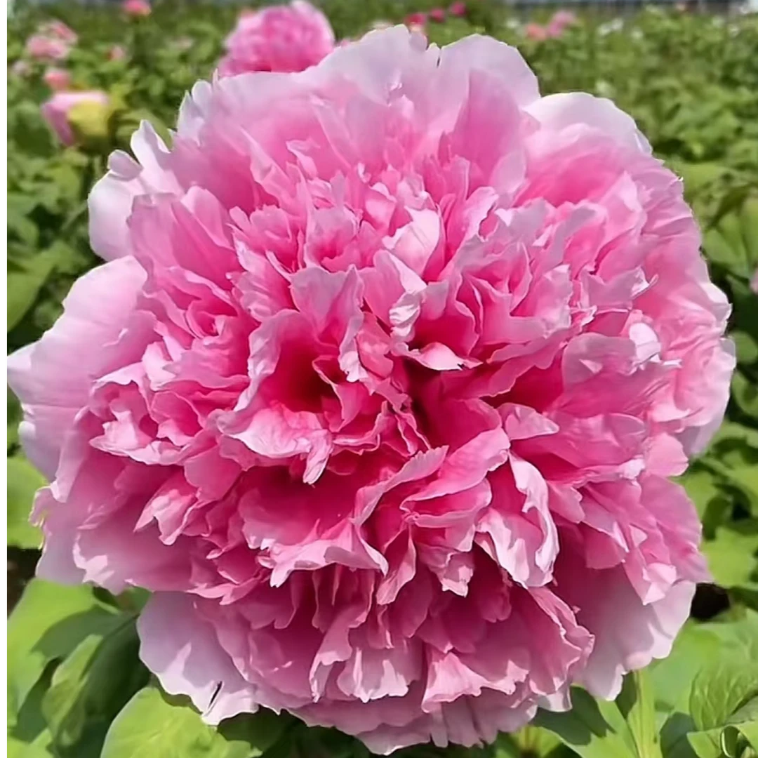 【圣代】洛阳新世纪牡丹基地直发