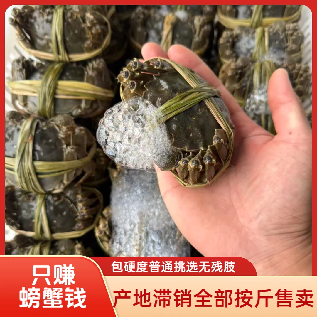 【活蟹】大闸蟹母蟹按斤售卖2.4两-2.6两2斤/3斤网兜装8-13只