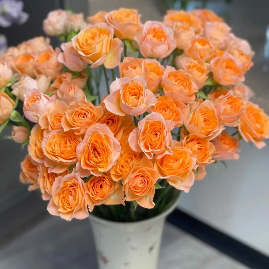 明日必达【米奇多头玫瑰】5枝A级玫瑰 精选新鲜现货 两单顺丰包邮