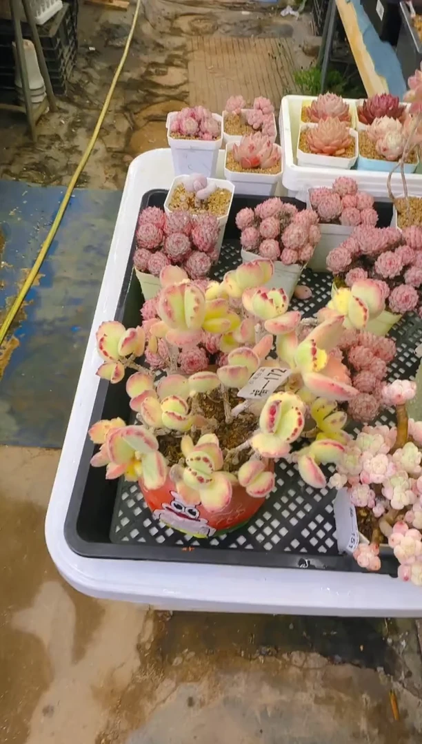 【闪购商品】福—172—仙农（白熊）