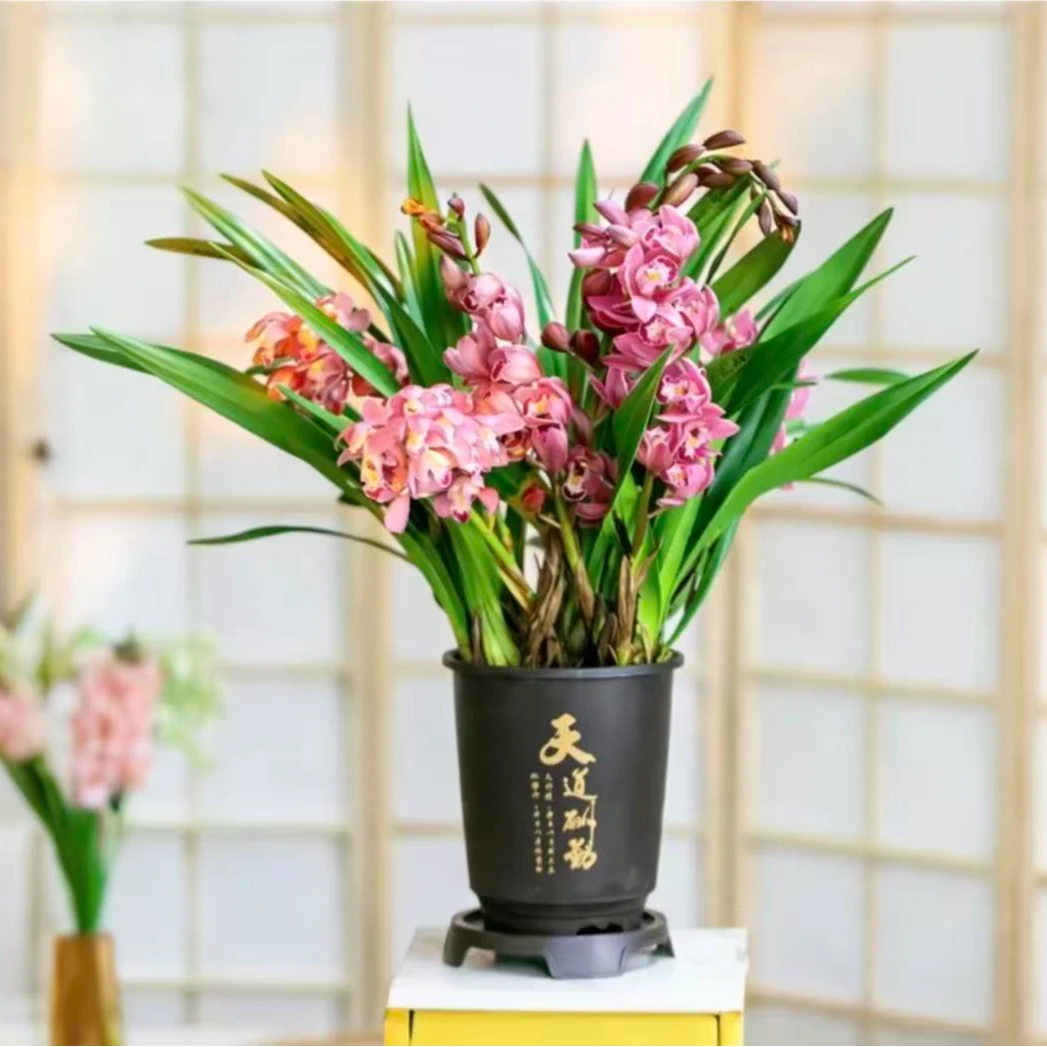3-5支花 宝石红大花惠兰基地盆发货兰花苗室内客厅春节年宵花盆栽