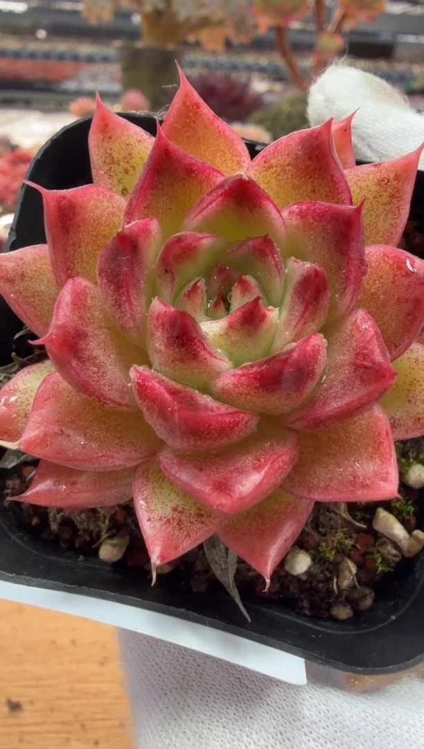 东云多肉园二店-23