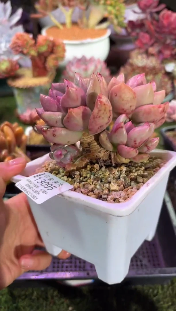 【闪购商品】13095