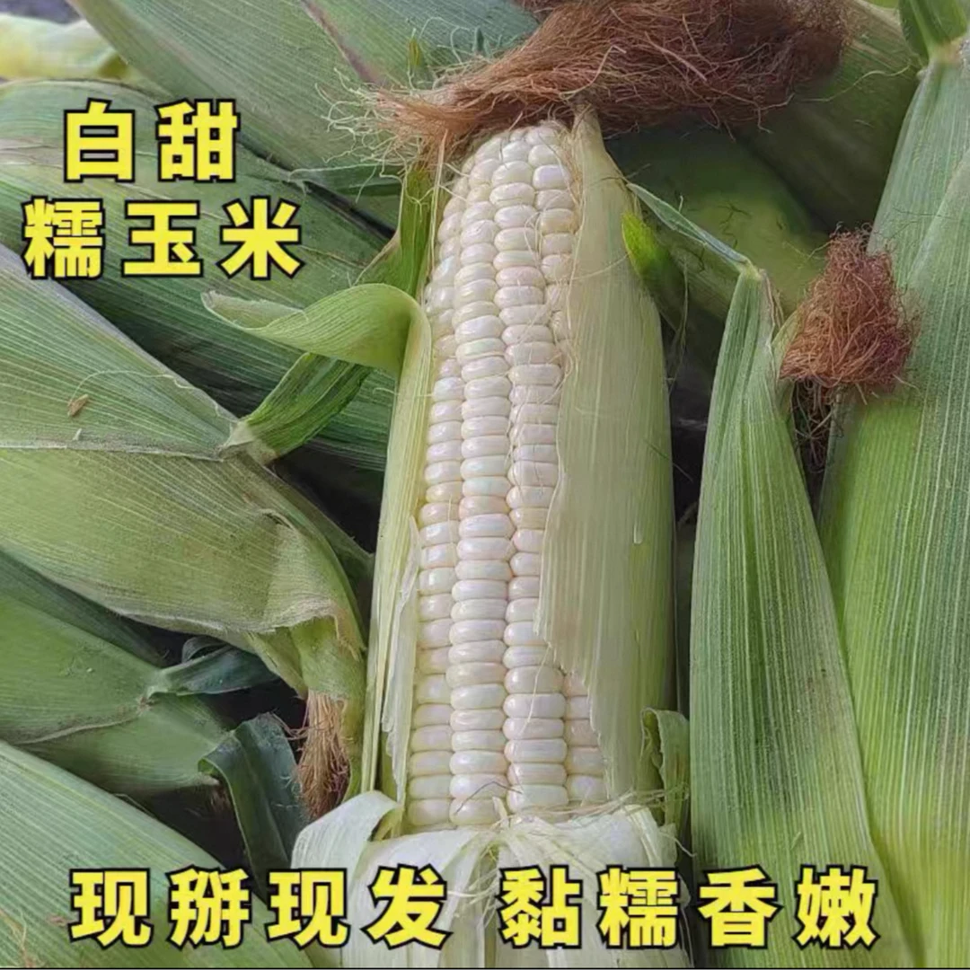 农家新鲜甜糯玉米 现摘现发北京市