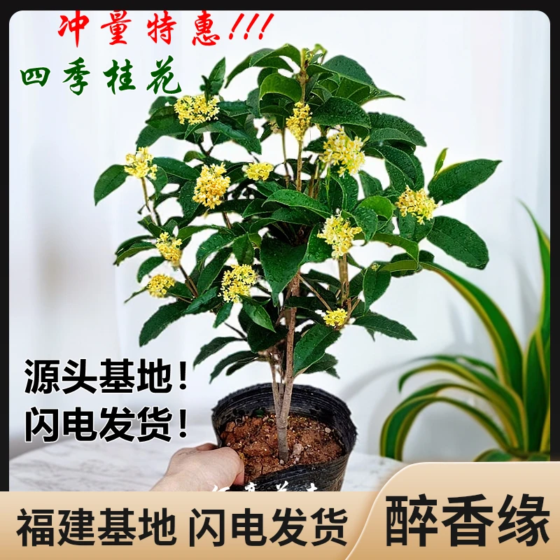 四季桂又名八月桂开花带香味室内盆栽花卉庭院植物阳台盆景好养活