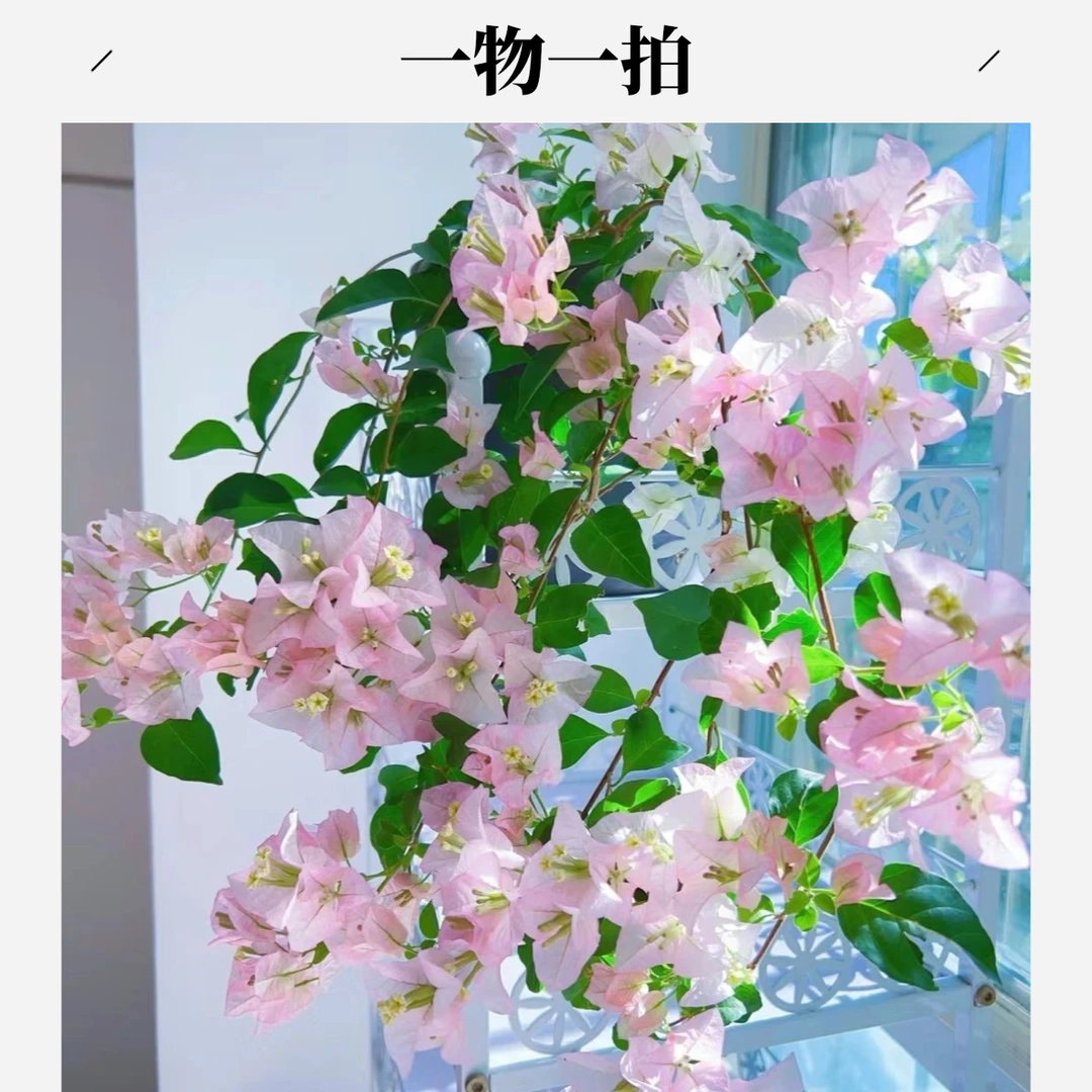 三角梅一物一拍 链接 新疆包邮