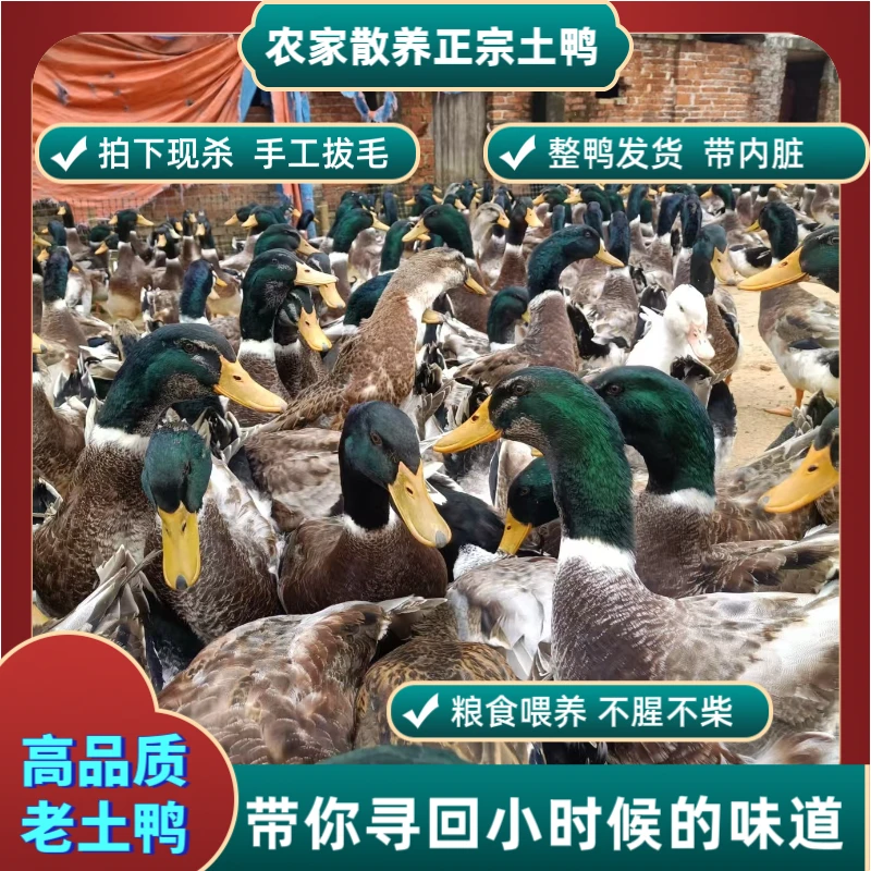 【家乡味】永州血鸭本地绿头土鸭青头鸭农村散养山里老鸭粮食喂养香
