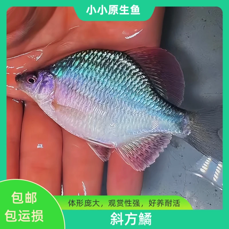 斜方鱊冷水原生鱼