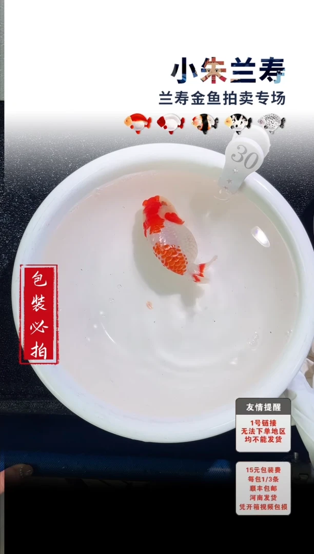 金鱼没拍包装顺丰到付1~3条每30号