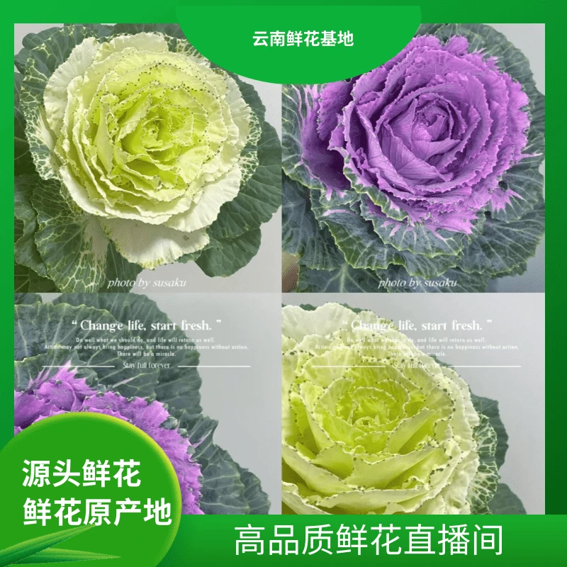 颜花【叶牡丹福利】云南鲜花基地直发