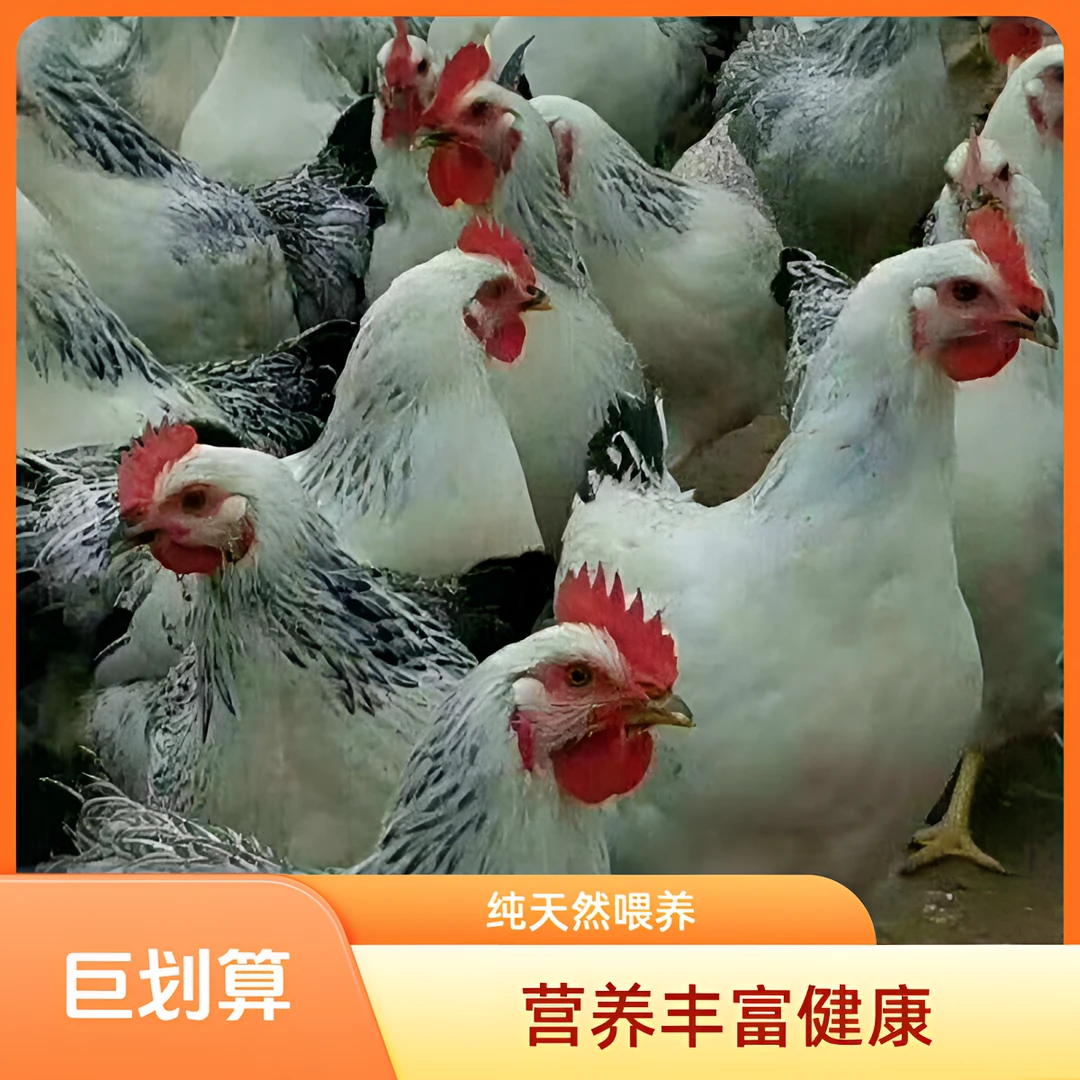白芦花宠物鸡活体发货好喂养包邮