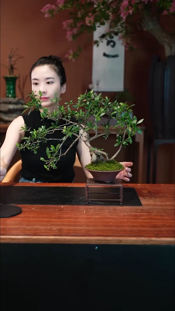 无花朵栀子花盆景盆景