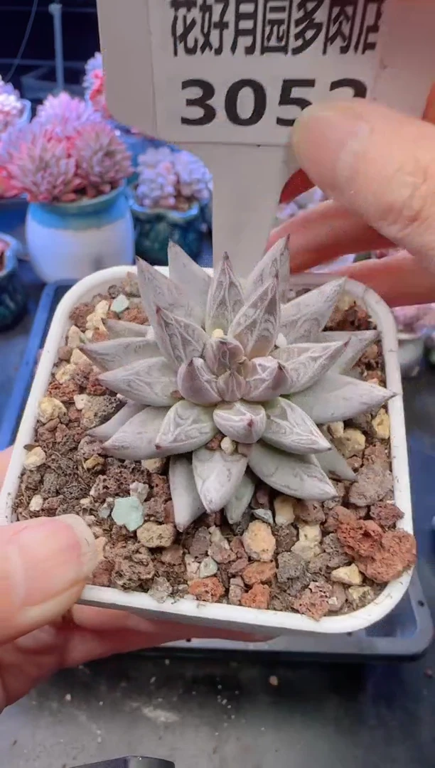 【闪购商品】3052.