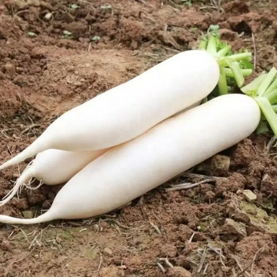 【直播专享】白玉春长白萝卜春季萝卜种子四季耐抽薹高产蔬菜种籽G