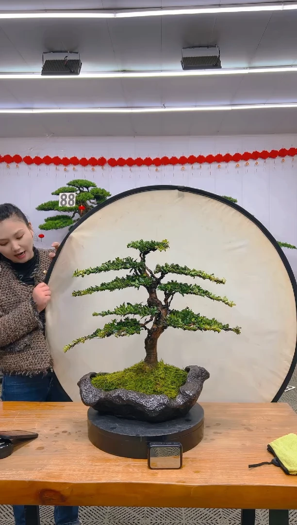 【闪购商品】盆景1