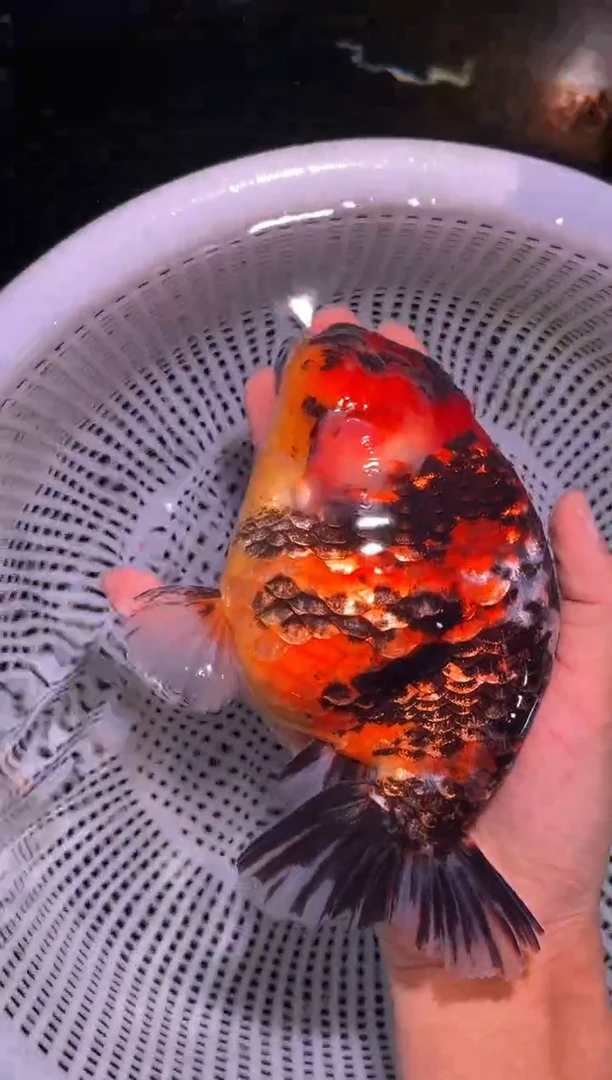 金鱼（运费自理，马印灯照射）福州追鱼兰寿金鱼