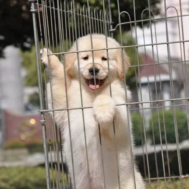 犬舍活体宠物狗狗全款成交链接 仅支持平台交易