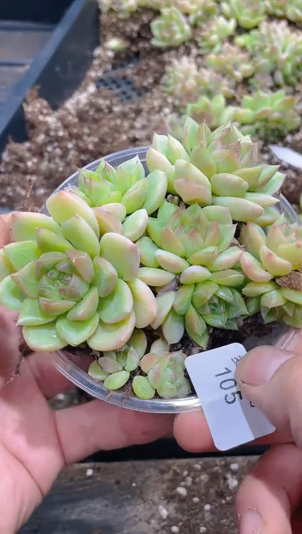 105鸾云      量拍