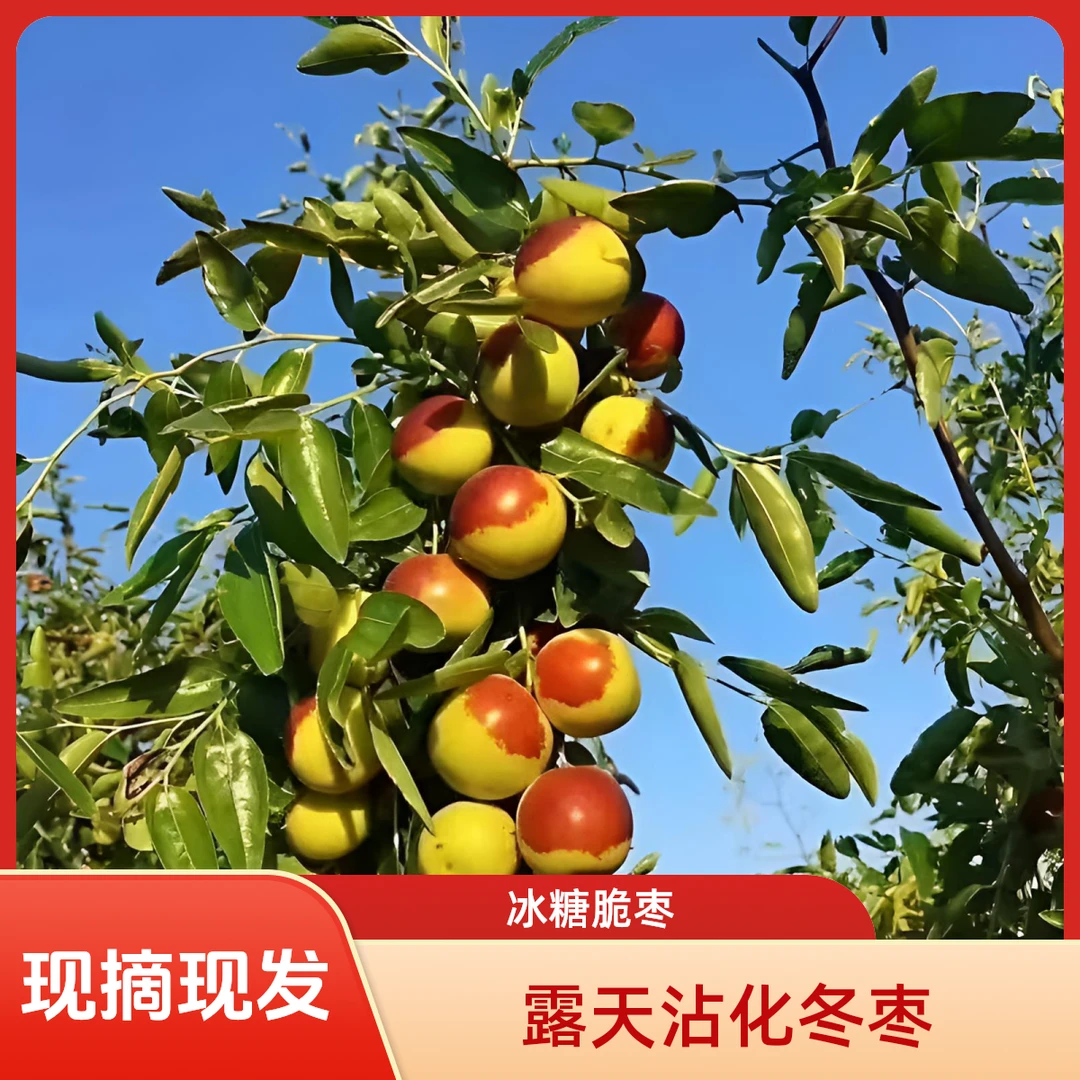 混级露天正宗沾化冬枣 现摘现发 五斤 冰糖脆枣 山东特产 红枣