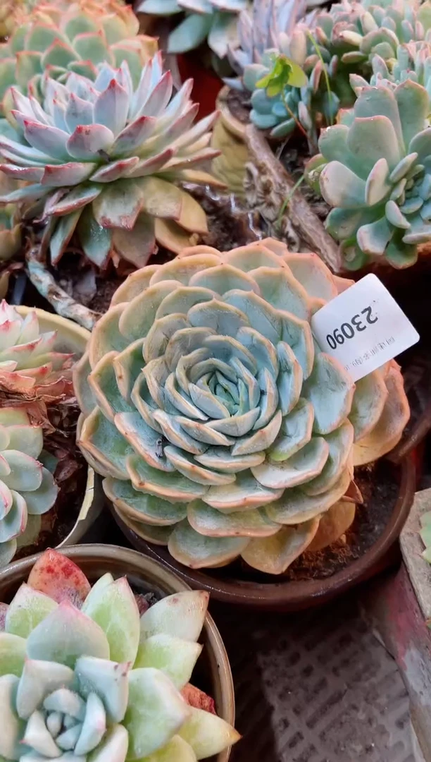 葵*23084多肉植物一物一拍