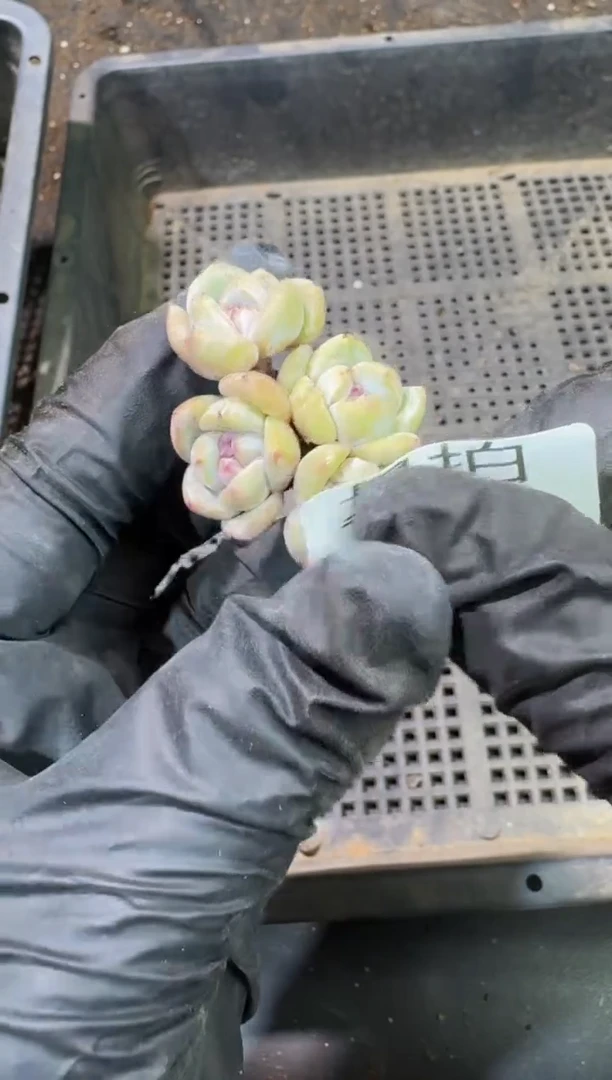 26号到手1框-江北