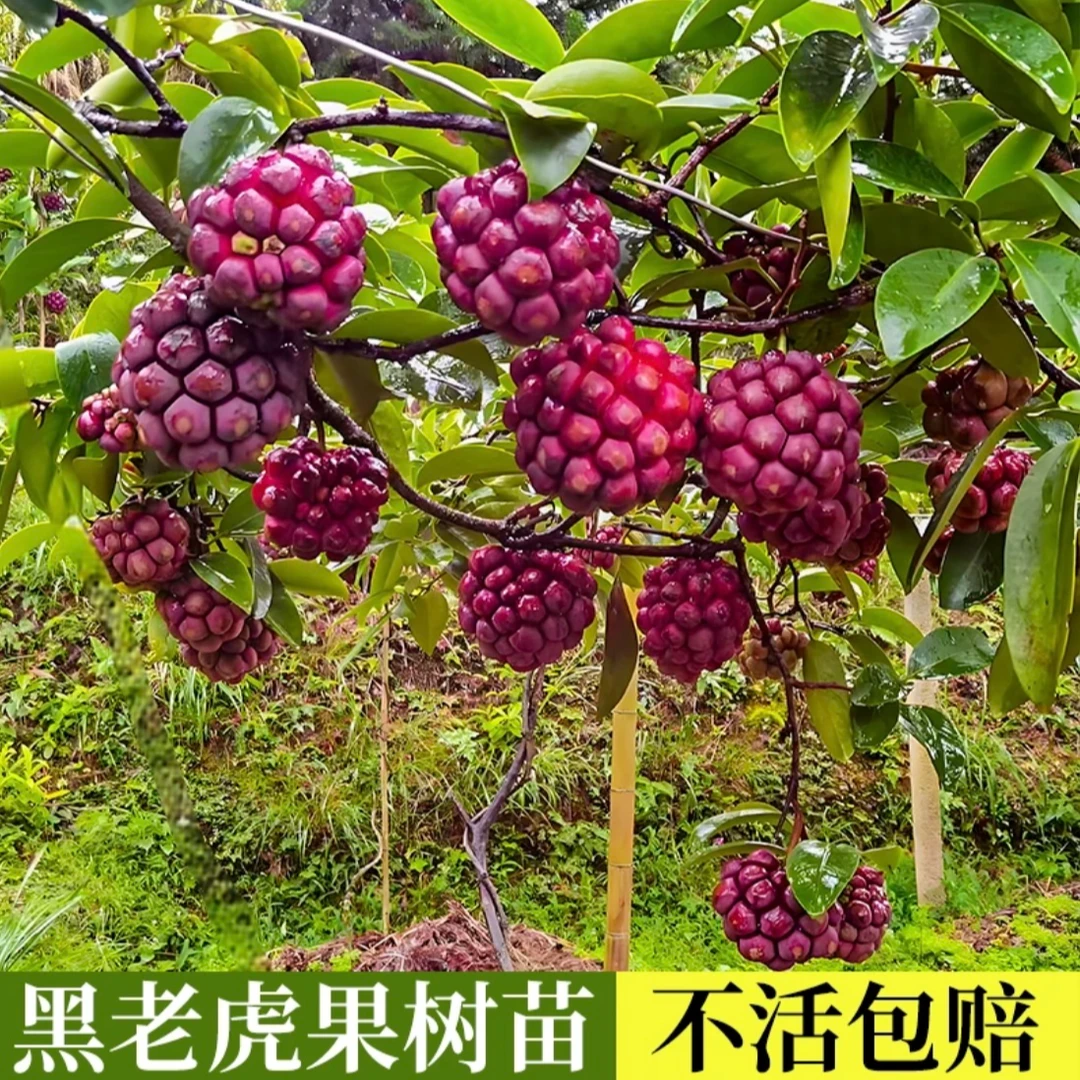 a【当年结果】黑老虎大血藤果树苗抗寒耐热爬藤盆栽适合南北方种植