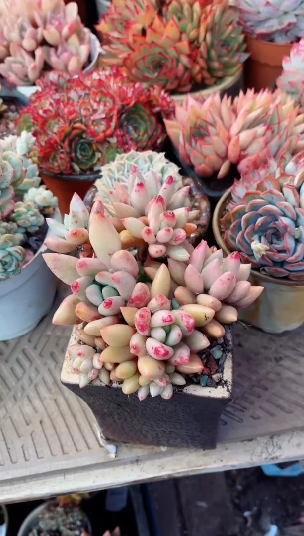 【闪购商品】10083