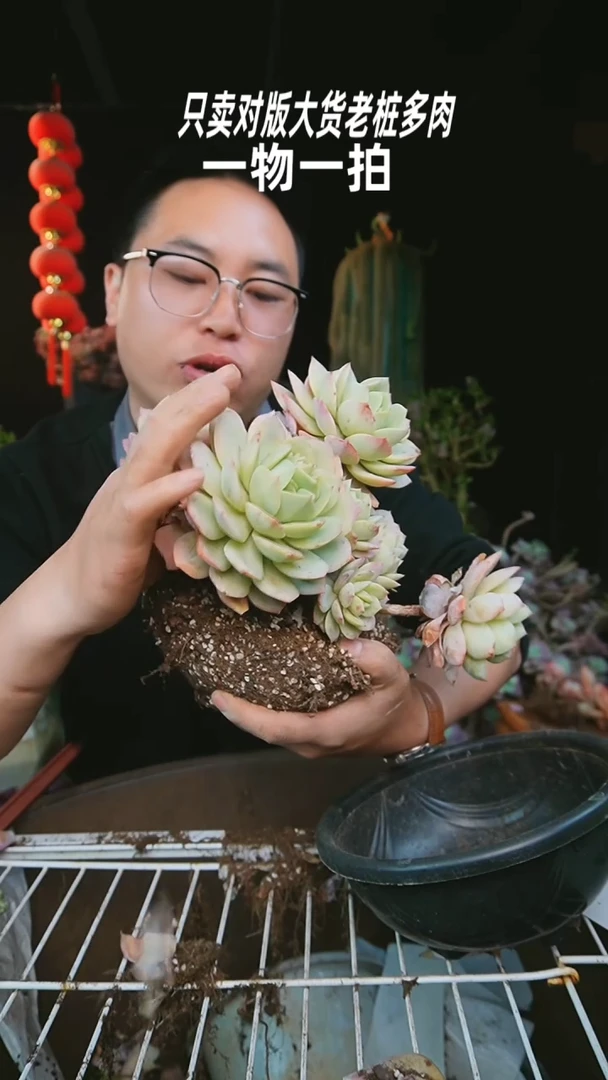 【闪购商品】恋曲29号