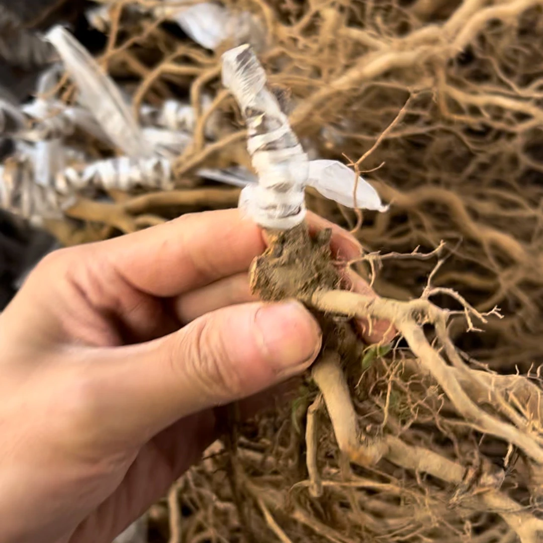 黄心猕猴桃红心猕猴桃苗半成品嫁接苗白头苗